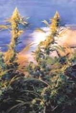 Haze Mist strain photo