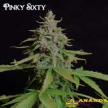 Pinky Sixty strain photo