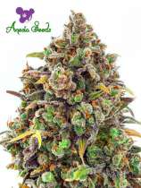 Haze Queen strain photo