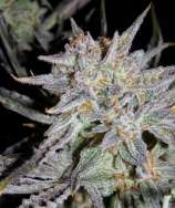 Grape Crinkle strain photo