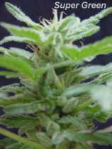 Super Green strain photo