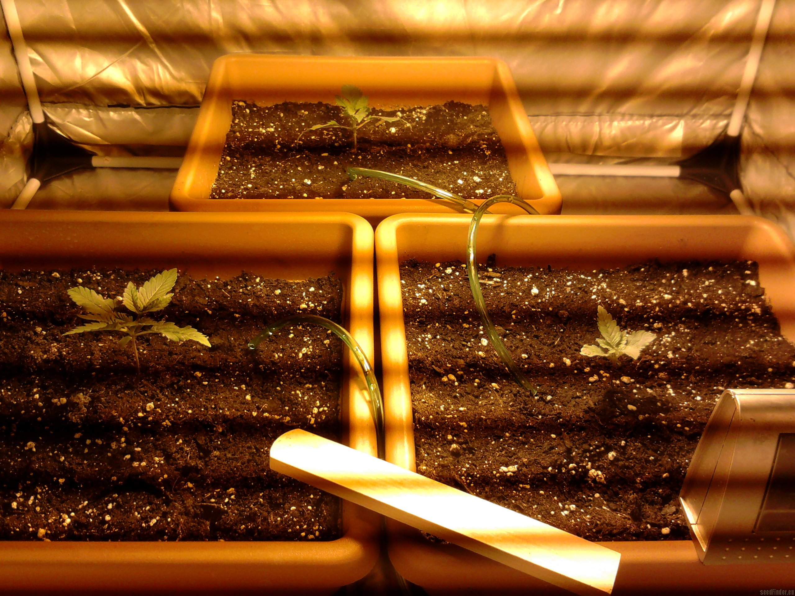 Stuporsonic strain photo