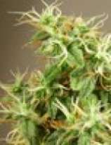 South Star strain photo