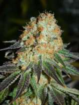 Cash Crop strain photo