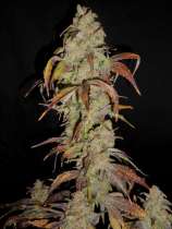 Princess Nikita strain photo