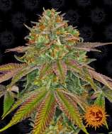 Wedding Cake strain photo