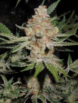 Alien Dog strain photo
