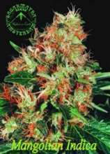 Mangolian Indica strain photo