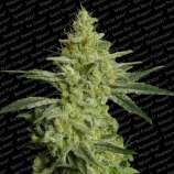Allkush strain photo