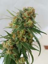 C99 strain photo
