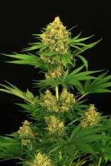 Tangerine Kush strain photo
