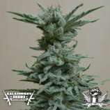 AK Skunk strain photo