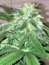 13 Flowers strain photo