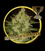 Mr. Amnesia Mass strain photo