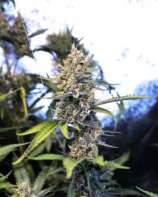 Kaffir Lime strain photo