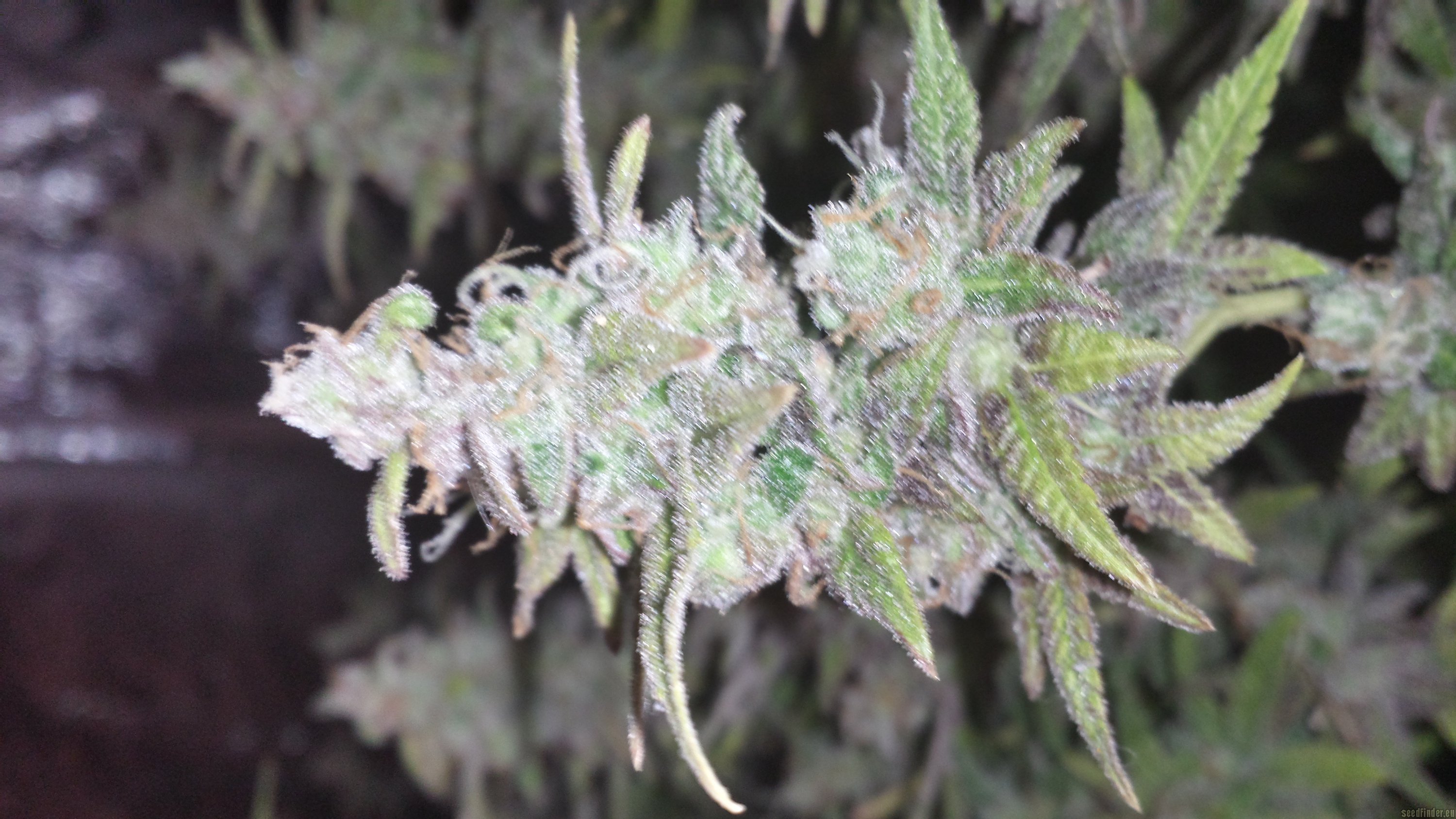Grape Kush strain photo