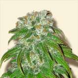 Big Bud strain photo