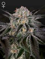 Wonder Pie strain photo