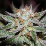 8 Mile strain photo