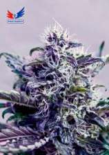 Kush Express strain photo