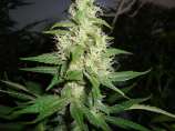 Californian Sunrise strain photo
