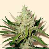 Amnesia Haze strain photo