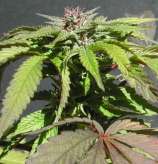 Texada Timewarp strain photo