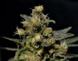 AK strain photo