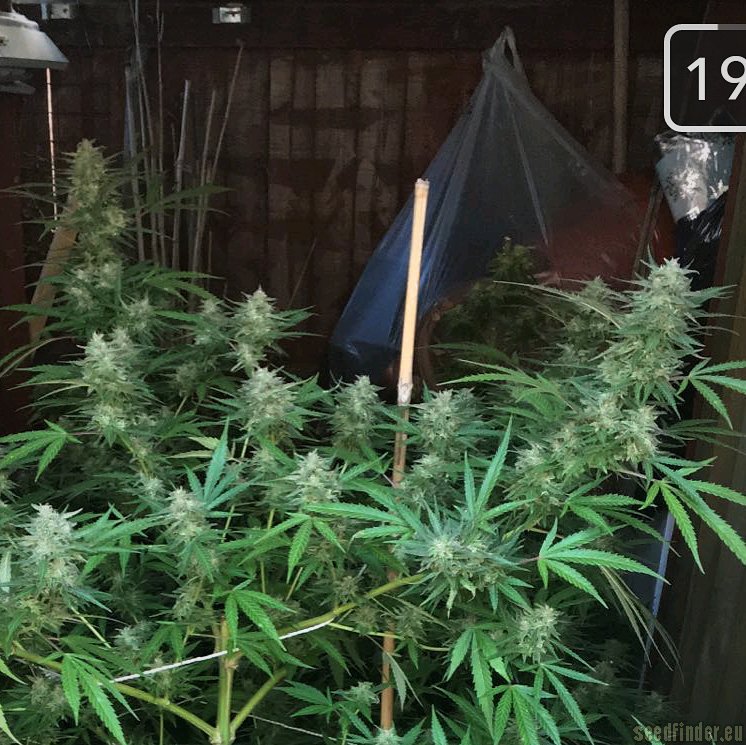 Critical strain photo
