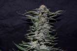 Black in Black strain photo