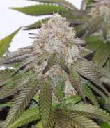Old Widow strain photo