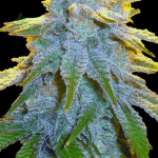 Auto Sweet Tooth strain photo