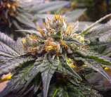 Pre 98 Bubba Kush strain photo