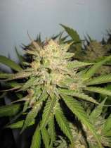 Fire Fly strain photo