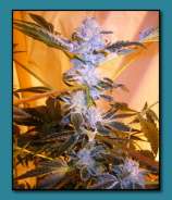 Animal Cookies strain photo