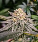 Cockbreath strain photo