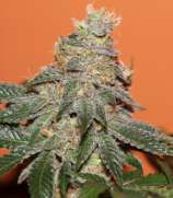 Bohemiaseeds - Buble Head strain photo