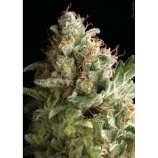 American Pie strain photo