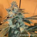 TriFi Sundae strain photo
