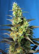 Ice Cool CBD strain photo