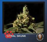 Citral Skunk strain photo