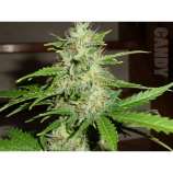 Candy strain photo