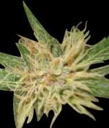 Amnesia strain photo