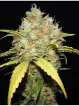 Makka Seeds - Critical Ganja strain photo