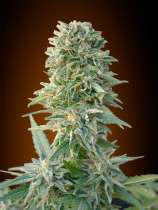 Auto Jack Herer strain photo