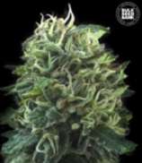 Green Scout Cookies strain photo