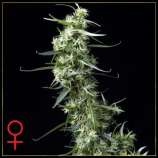Green House Seeds - Green House Thai strain photo