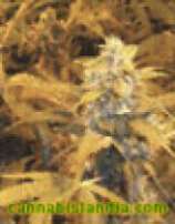 Crazy Bubble strain photo