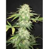 Yumbolt strain photo