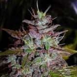 Blue Velvet strain photo